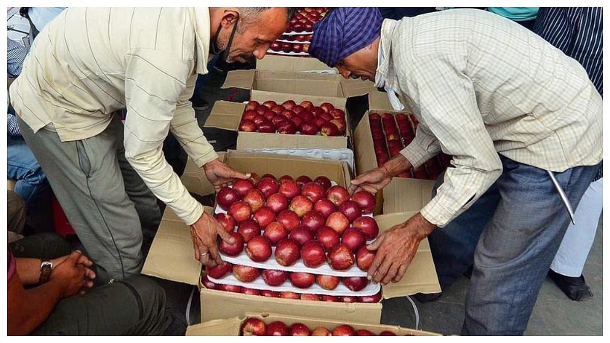 J&K, Himachal & Uttarakhand Apple Growers To Protest In Delhi Against US Duty-Free Apple Imports 