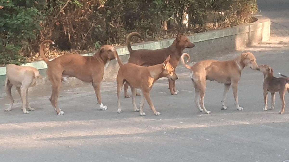Pune To Get Two New Dog Shelters At Bhugaon & Shindewadi; 50% Construction Completed