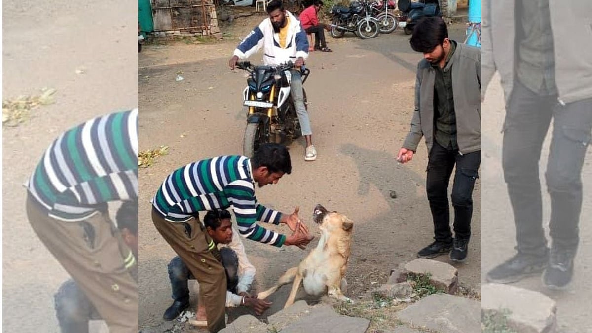 Bhopal News: Stray Dog Attacks Surge; 150 Rabies Shots Given In A Week
