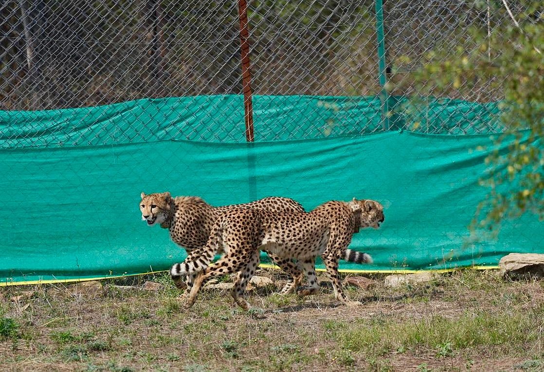 MP News: Kuno National Park Gets 9 Cheetahs From Botswana; Bigs Cats Quarantined After 7K Km Journey - VIDEO