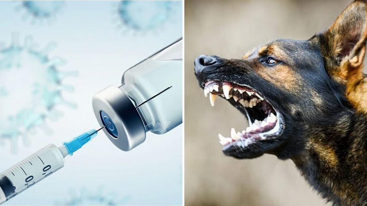 Shortage Of Anti-Rabies Serum In Palghar Hospitals Endangers 11-Year-Old Dog Bite Victim 