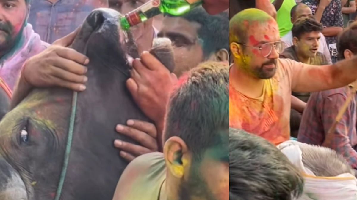 VIDEO Alleges 'Gau Mata' Forcefully Made To Drink Alcohol, Push Cart By Drunk Men During Holi Celebrations In Haryana 