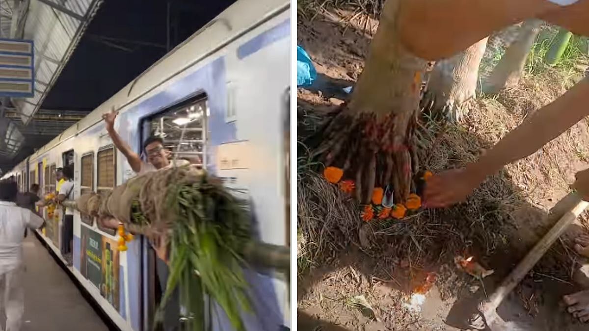 Mumbai: Koli Community Continues British-Era Tradition By Taking Holi Tree From Virar To Mahim By Train - WATCH 