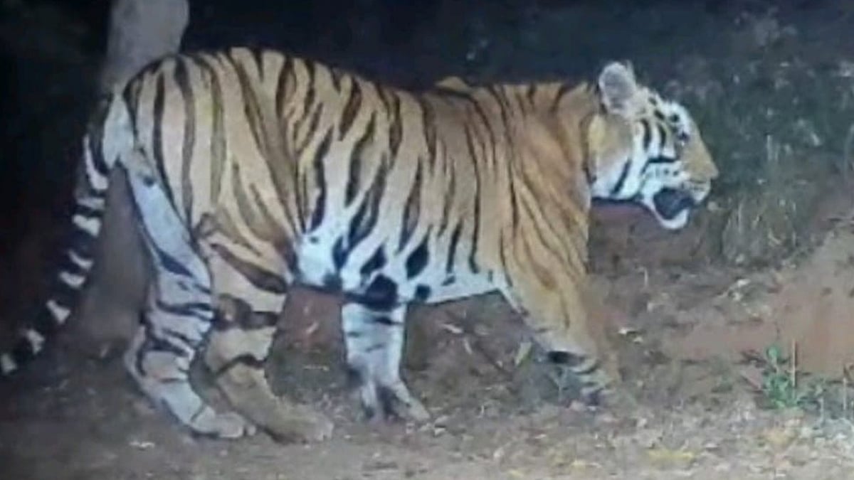 Sangli: New Tiger ‘Shiledar’ Enters Sahyadri Tiger Reserve; Big Cat Count Rises To Seven In Chandoli National Park