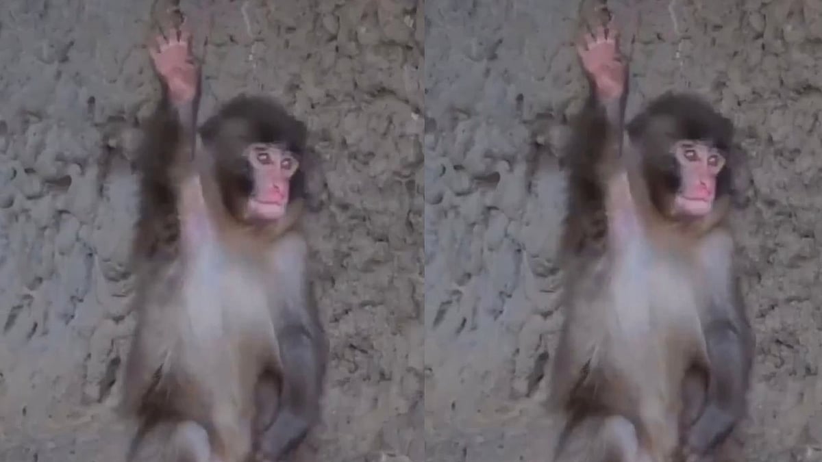 Baby Monkey Punch Wins Hearts Again With Adorable ‘Goodbye’ Wave at Visitors - Watch Viral Video 