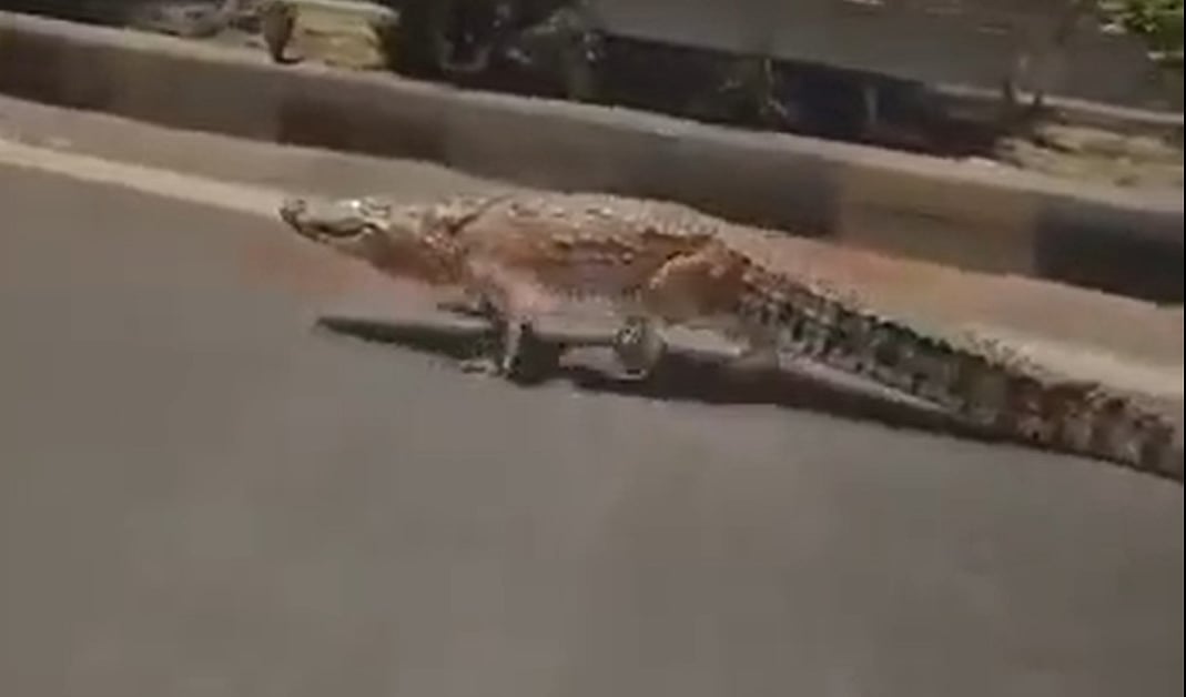Video: Two 10-Foot Long Mugger Crocodiles  Spotted Walking On Busy Roads In Vadodara; Netizens Say, 'Bro Is Casually Hanging Out On Streets'