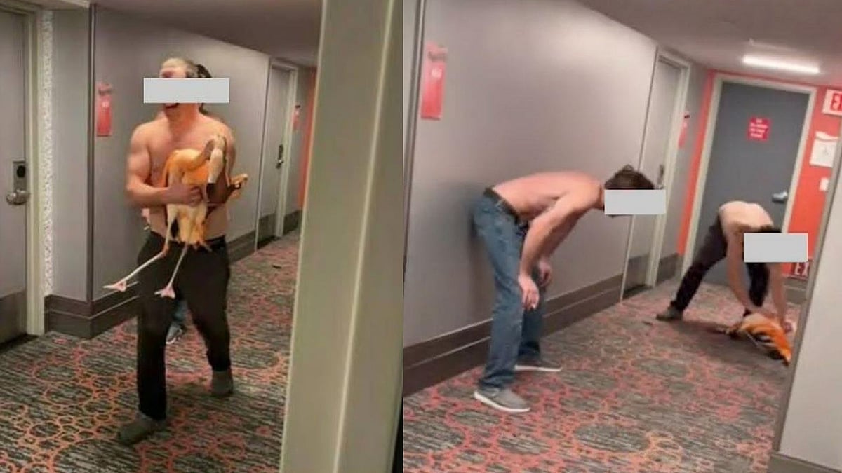 Horrifying! Canadian Tourist Charged For Stealing & Injuring Flamingo 'Peachy' At Las Vegas' Strip Resort