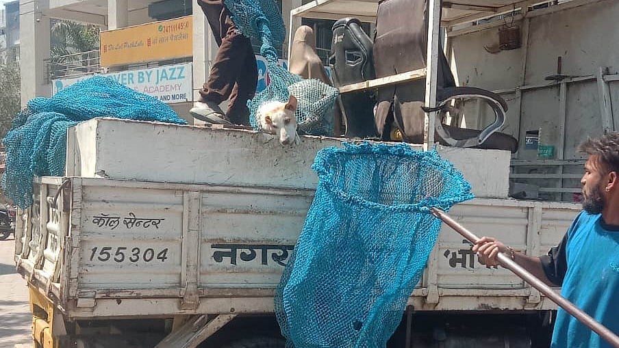 Bhopal News: Stray Dog Attacks Dampen Rang Panchami Celebrations