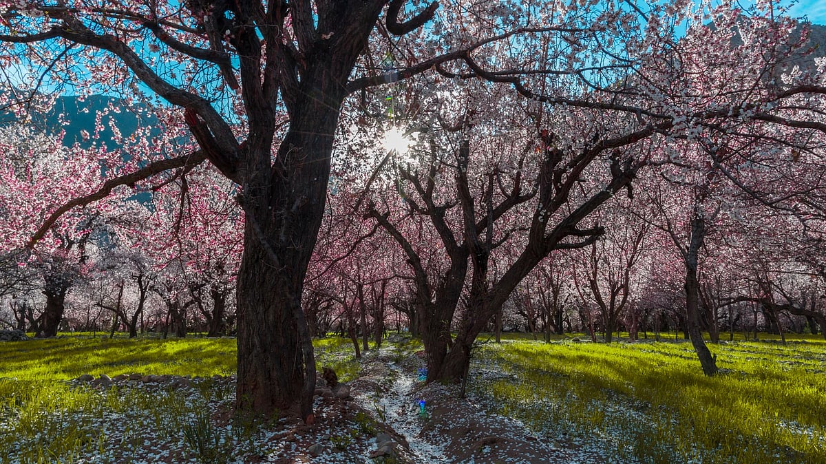 Apricot Blossom Festival | Pic Credit: Travel The Himalayas