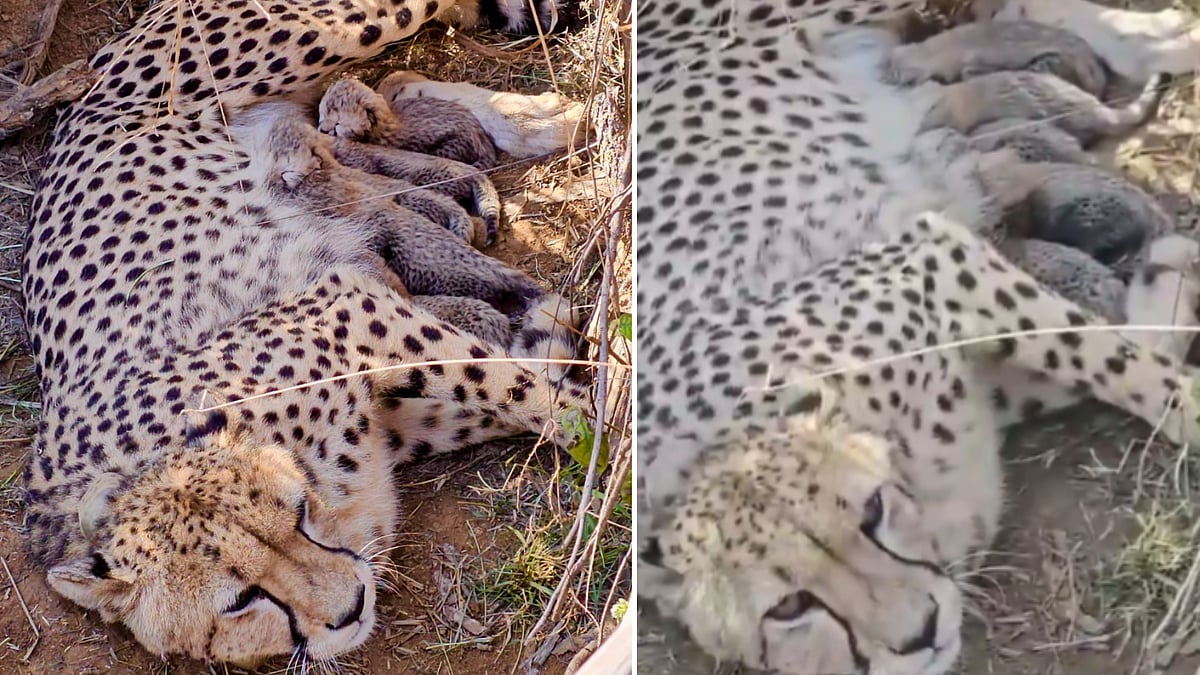 MP News: Cheetah Jwala Gives Birth To 5 Cubs At Kuno National Park; India’s Total Reaches 53 -- VIDEO