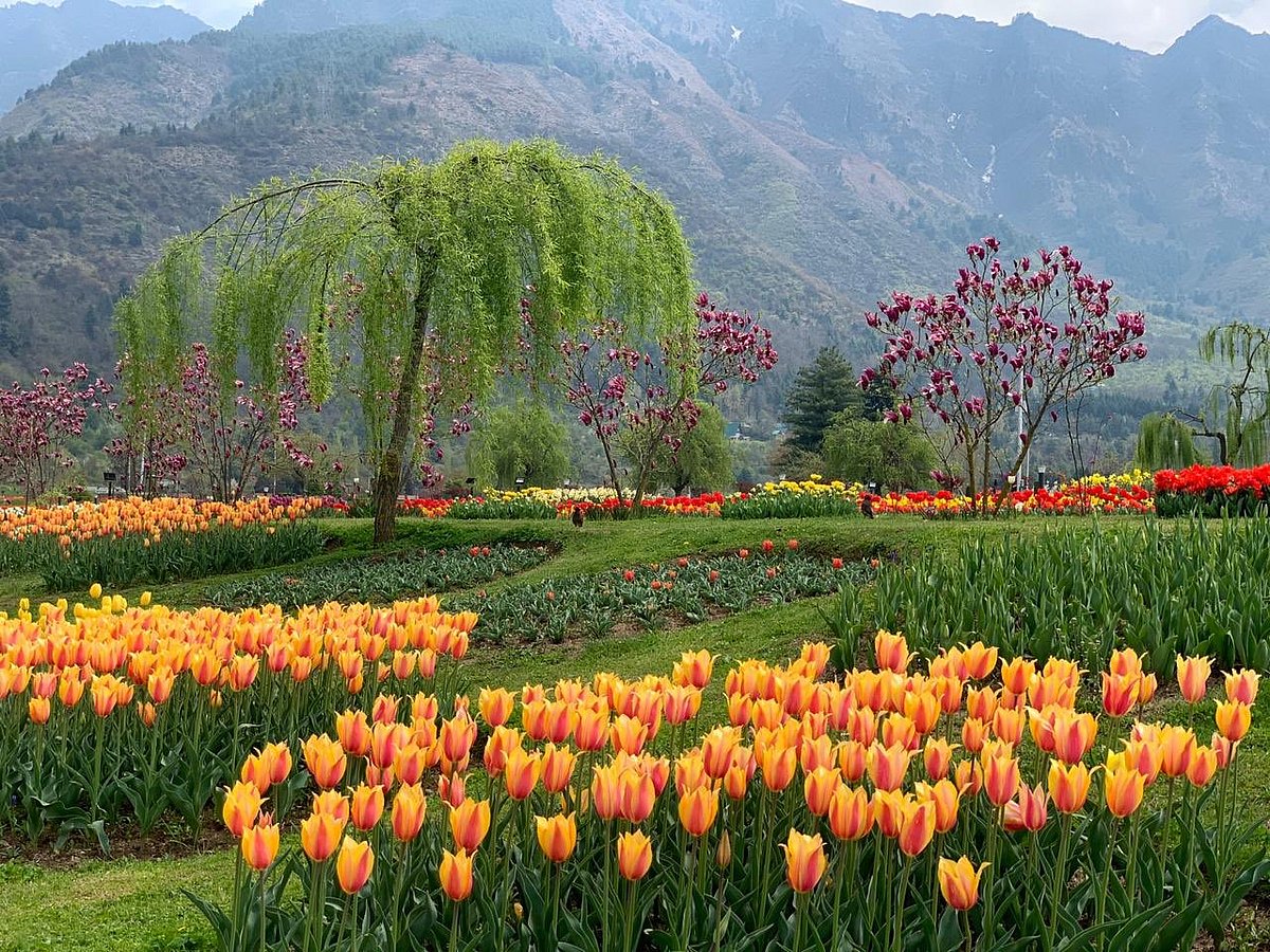 Indira Gandhi Memorial Tulip Garden