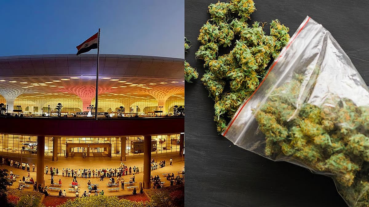 Mumbai Airport Customs Arrest Kerala Man Smuggling Hydroponic Weed Worth ₹12.68 Crore From Bangkok