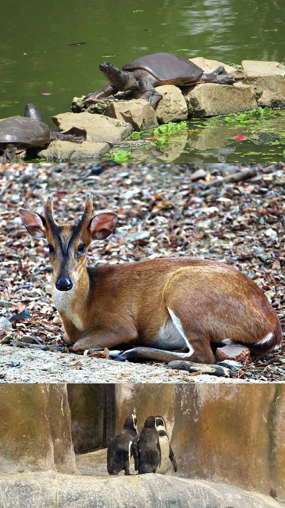 Summer 2026: A Guide To Visiting Mumbai's Rani Baug Or Byculla Zoo