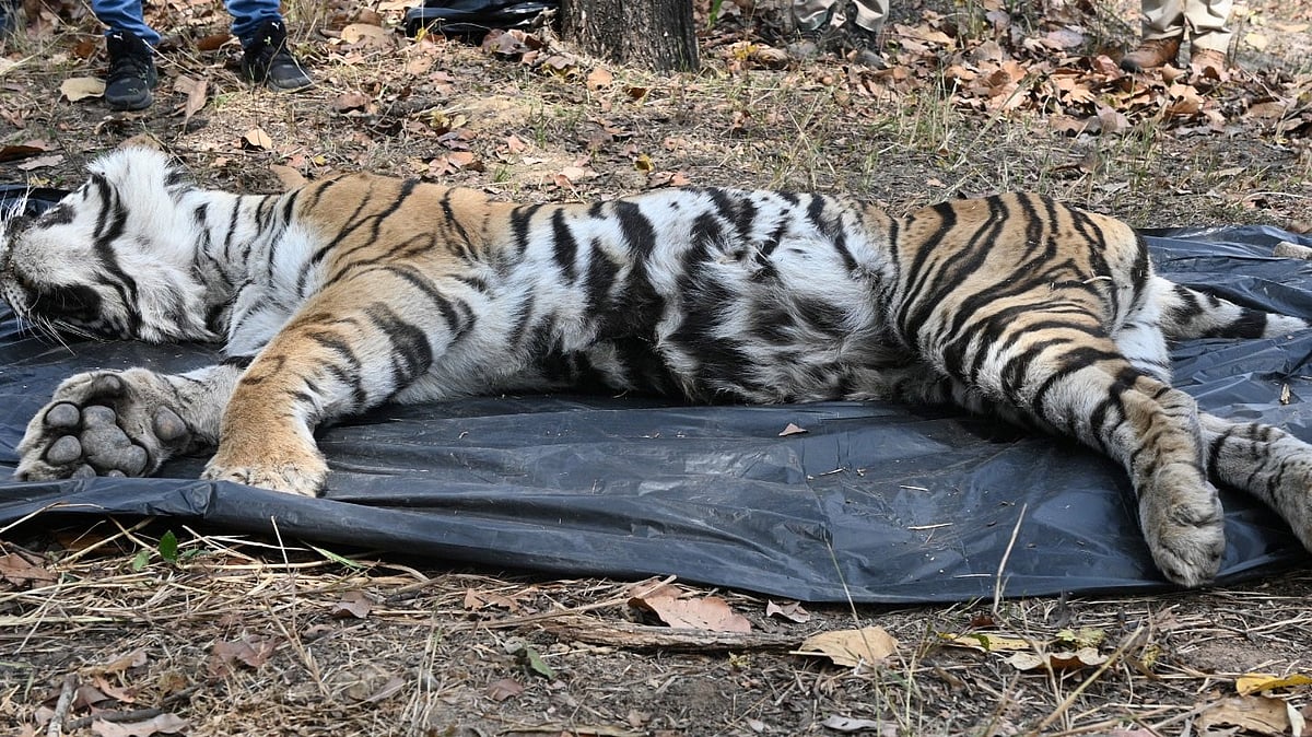 Bhopal News: Tigress Dies After Making A Kill In Bandhavgarh