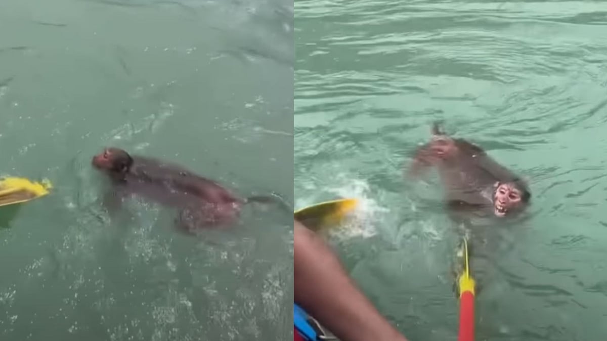 'Humanity Won Again': Rafting Team In Rishikesh Rescues Drowning Monkey In Strong Currents Of Ganga; Dramatic Video Goes Viral