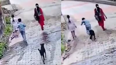 'They All Should Be Killed': Stray Dog Bites Child Walking On Road In Himachal Pradesh - VIDEO