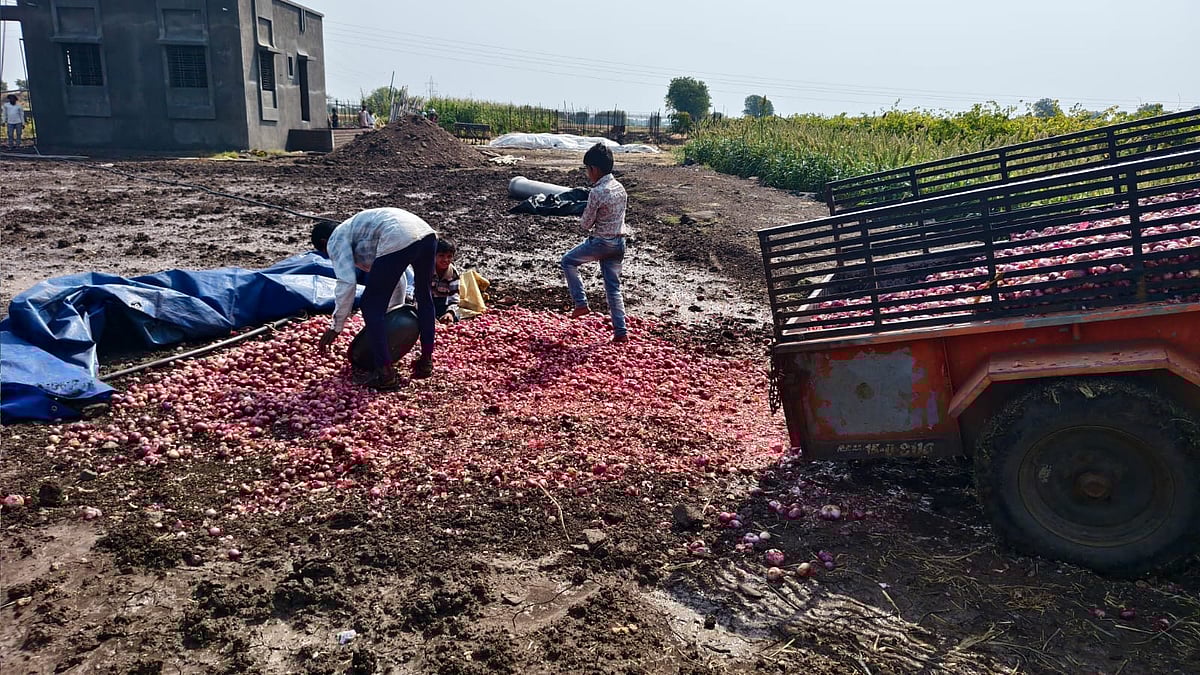 Nashik: Unseasonal Rain, Hailstorm Cause Heavy Crop Loss In Three Tahsils