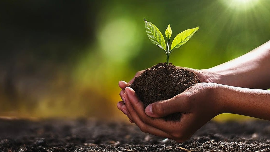 Despite Massive Plantation Drives, Maharashtra Still Struggles For Green Cover On World Forestry Day | Sourced