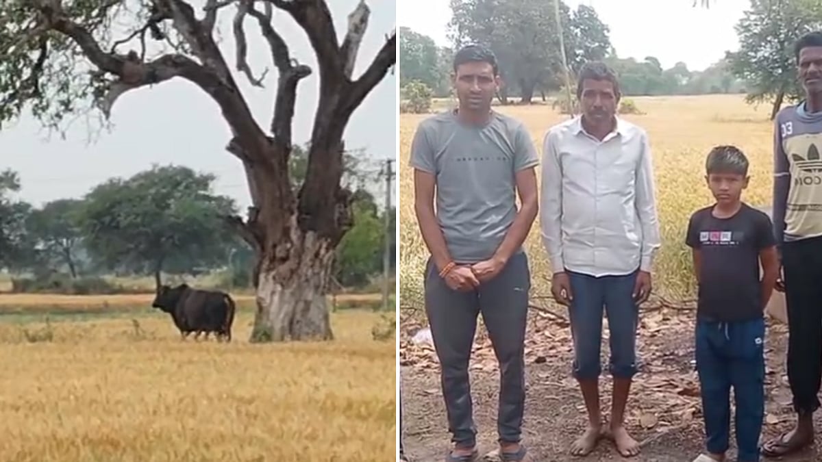 MP News: Angry Bull Wreaks Havoc In Jabalpur Villager, Attacks 15 People, Including Handicapped Boy; Locals Cry For Rescue -- VIDEO