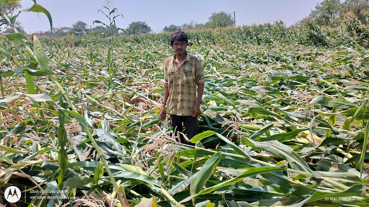 MP News: Strong Winds Flatten Crops; Farmers Seek Relief In Khetia | FP Photo