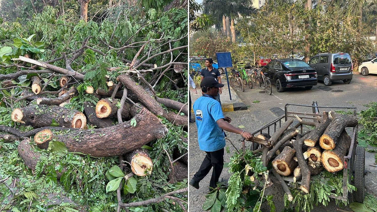 Navi Mumbai News: Residents Allege Illegal Tree Cutting In Seawoods, Seek Action Against Violations