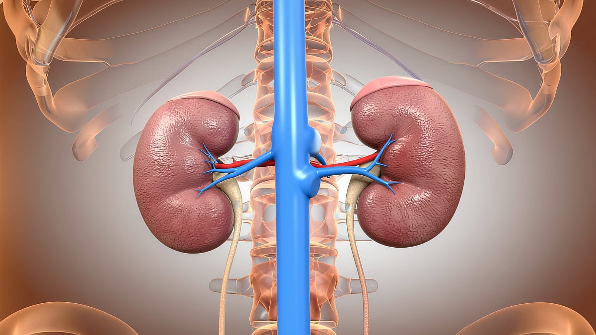 The Silent Threat To Your Kidneys, And What Ayurveda Has To Say About It 