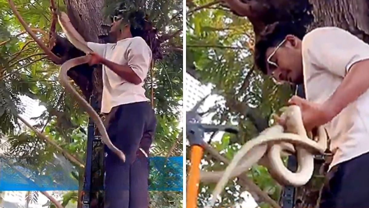 Shocking! Panic At Lodha Park, Snake Spotted In Worli Housing Complex, Safely Captured By Rescuers