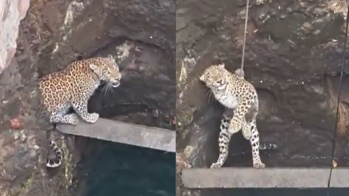 Leopard Rescued After Falling Into Open Well In Gujarat’s Bhavnagar, Forest Team Saves Animal In Dramatic Operation | Watch Video