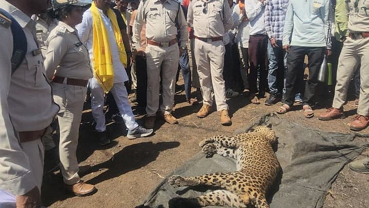 MP News: Leopard Injures 5 In Sendhwa, Animal Killed; Villagers Allege Negligence