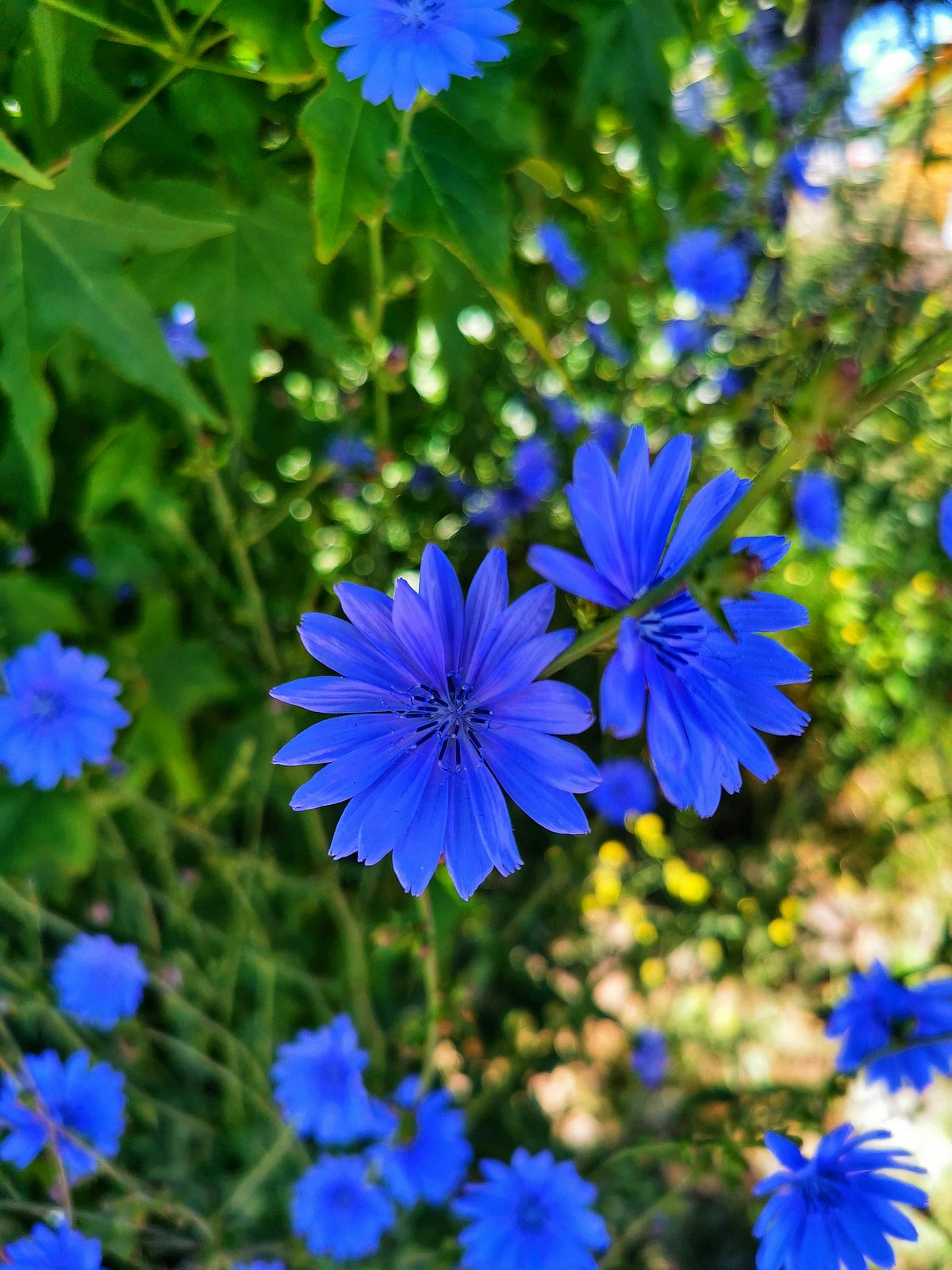 Chicory