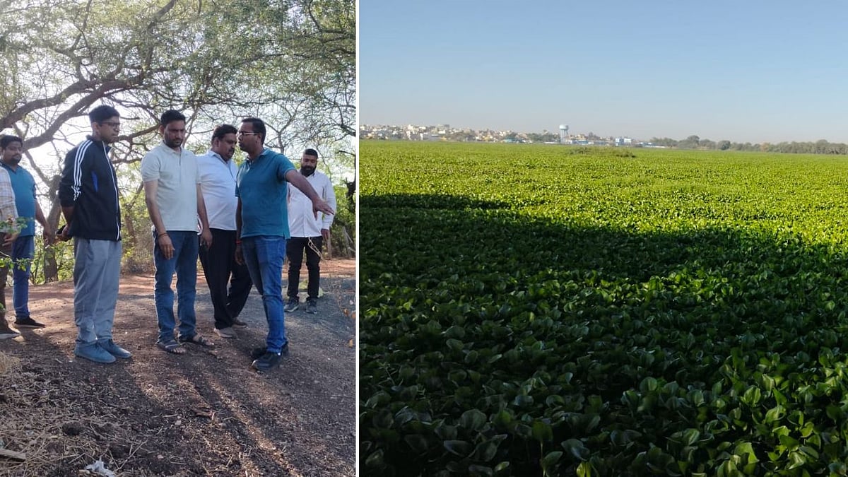Indore News: Municipal Commissioner Kshitij Singhal Orders Urgent Removal Of Water Hyacinth From Sirpur Lake | 