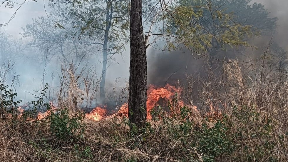 MP News: Third Forest Fire In 15 Days Hits Meghnagar Range  | FP Photo