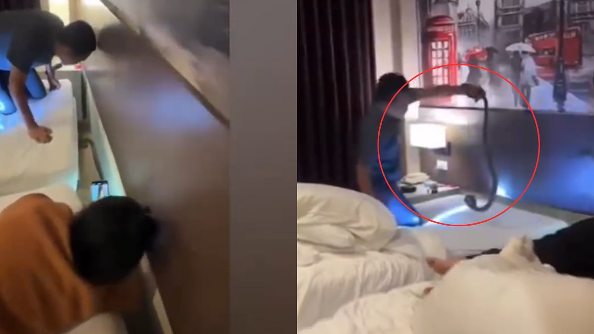 Couple Spots Massive Cobra Hissing Near Their Bed At Krabi Hotel In Thailand; Horrifying Video Goes Viral