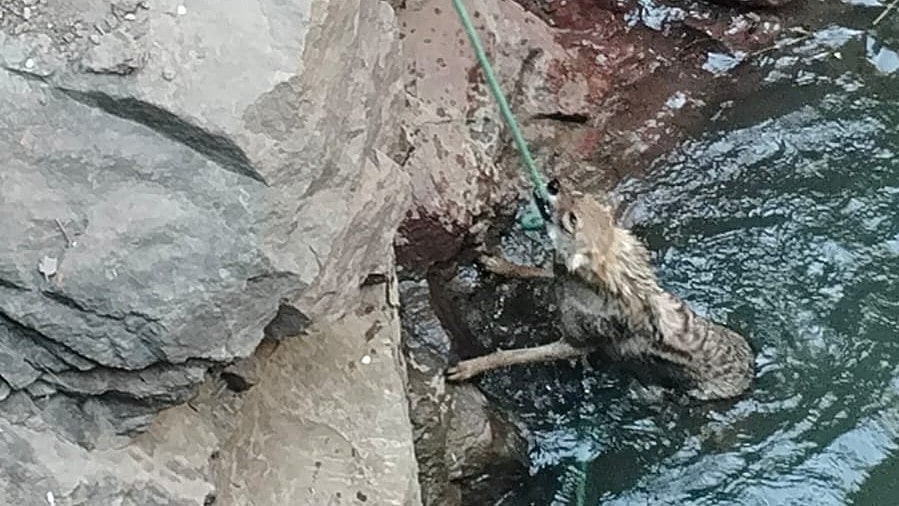 MP News: Jackal Safely Rescued From Farm Well In Panna Tiger Reserve; Officials Urge Safety Measures For Open Wells