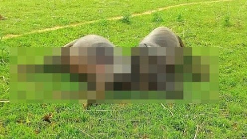 MP News: Wild Animal Kills Bull – Villagers Unhappy With The Forest Department