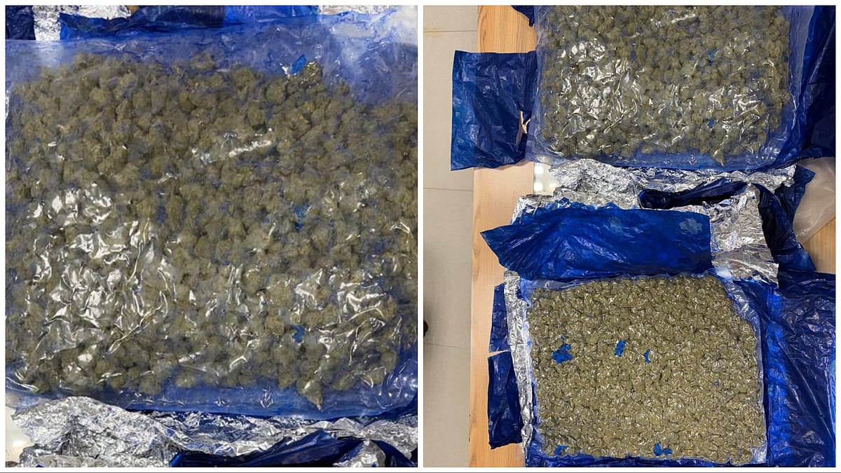 Pune Airport Drug Bust: Passenger Held With Hydroponic Weed Worth ₹33.6 Lakh