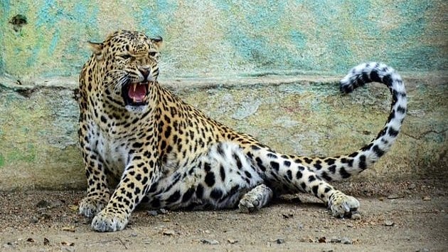 Leopard Attack In Karad: Man Battles Leopard Barehanded To Save Pet Dog | Representative Image
