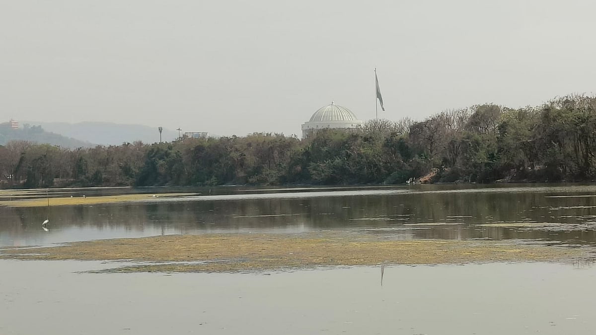 Flamingos Turn Away From Navi Mumbai Wetlands- Activist Express Concern