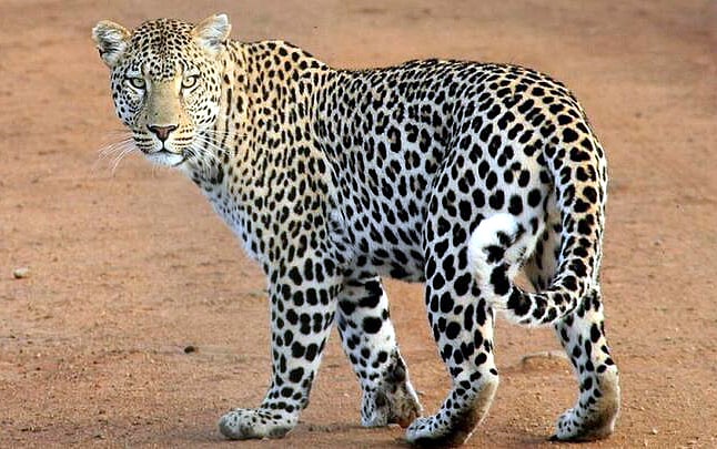149 Leopards Die In 14 Months In Madhya Pradesh; Seoni, Umaria Among Worst-Hit Districts
