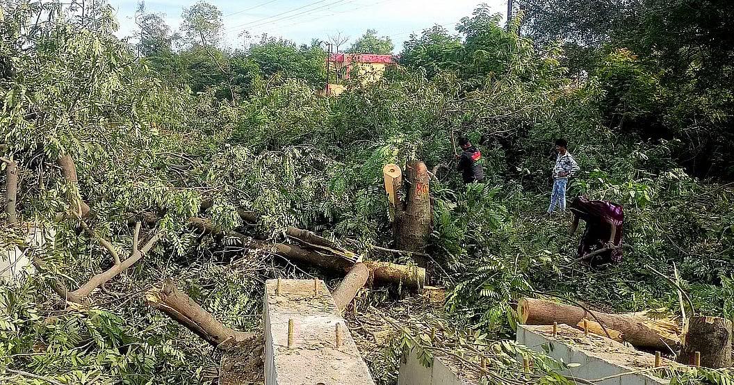 Bhopal News: NGT Fumes As Shrubs Replace 4,000 Felled Trees