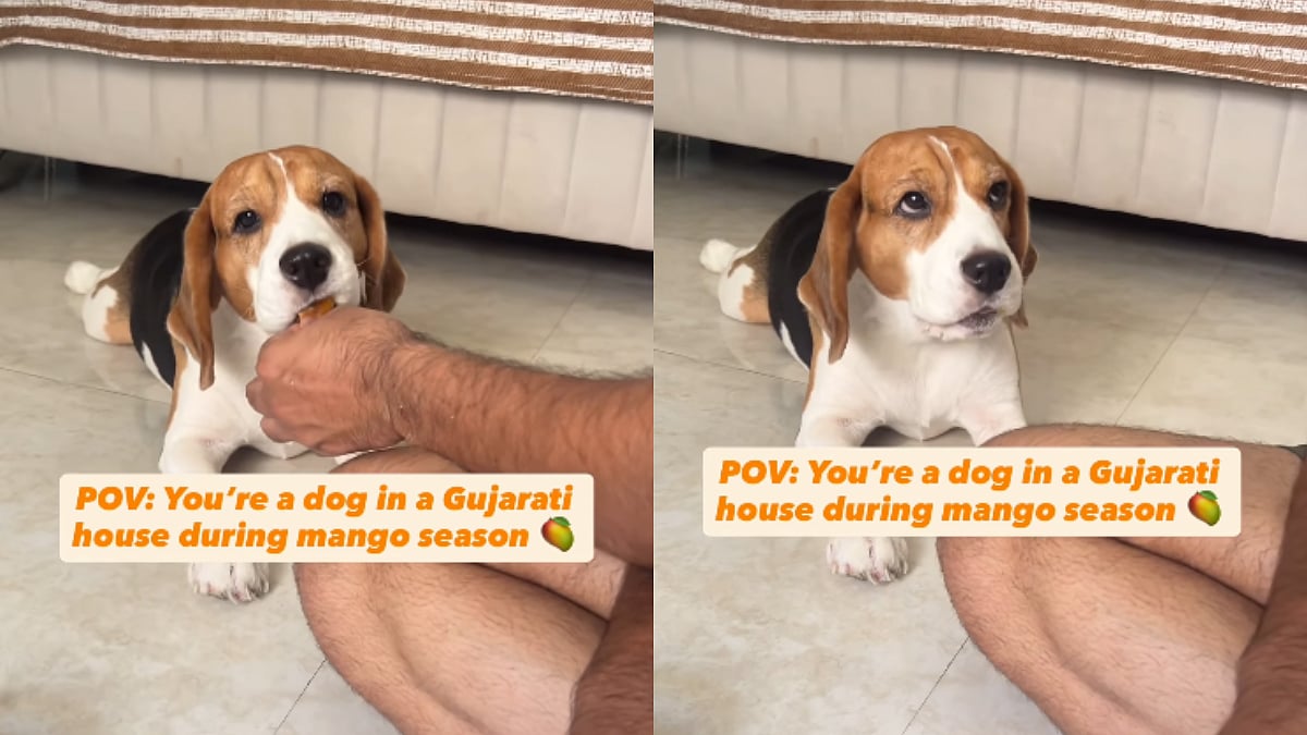 'Gujju Puppy': Adorable Video Of Pet Dog Eating Aamras Puri In Gujarati Home Goes Viral, Divides The Internet