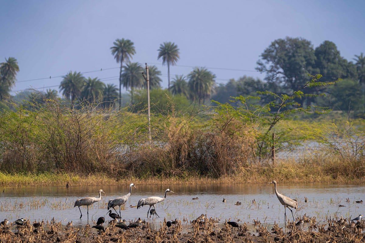 Common cranes at Kheroda 