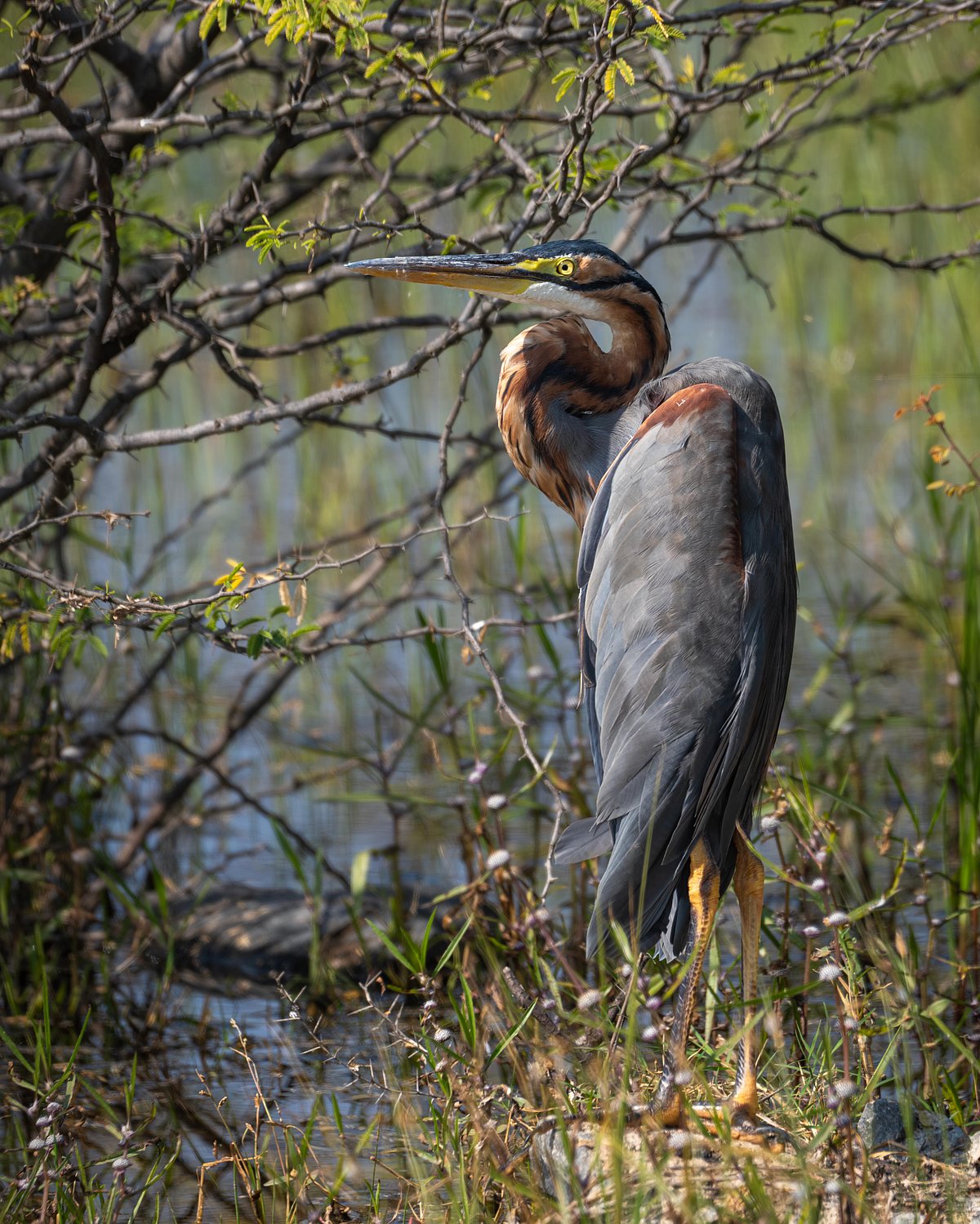 Purple heron at Brahma talab Menar 