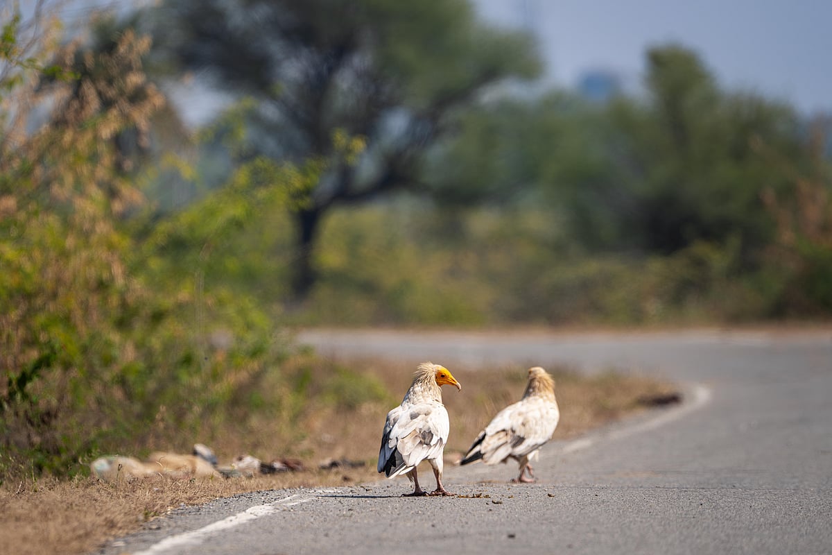 Egyptian Vulture in Kheroda