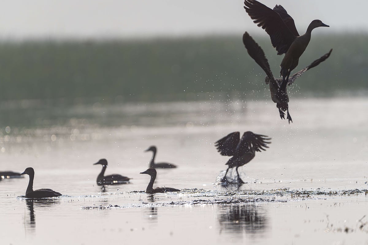 Lesser whistling ducks in motion