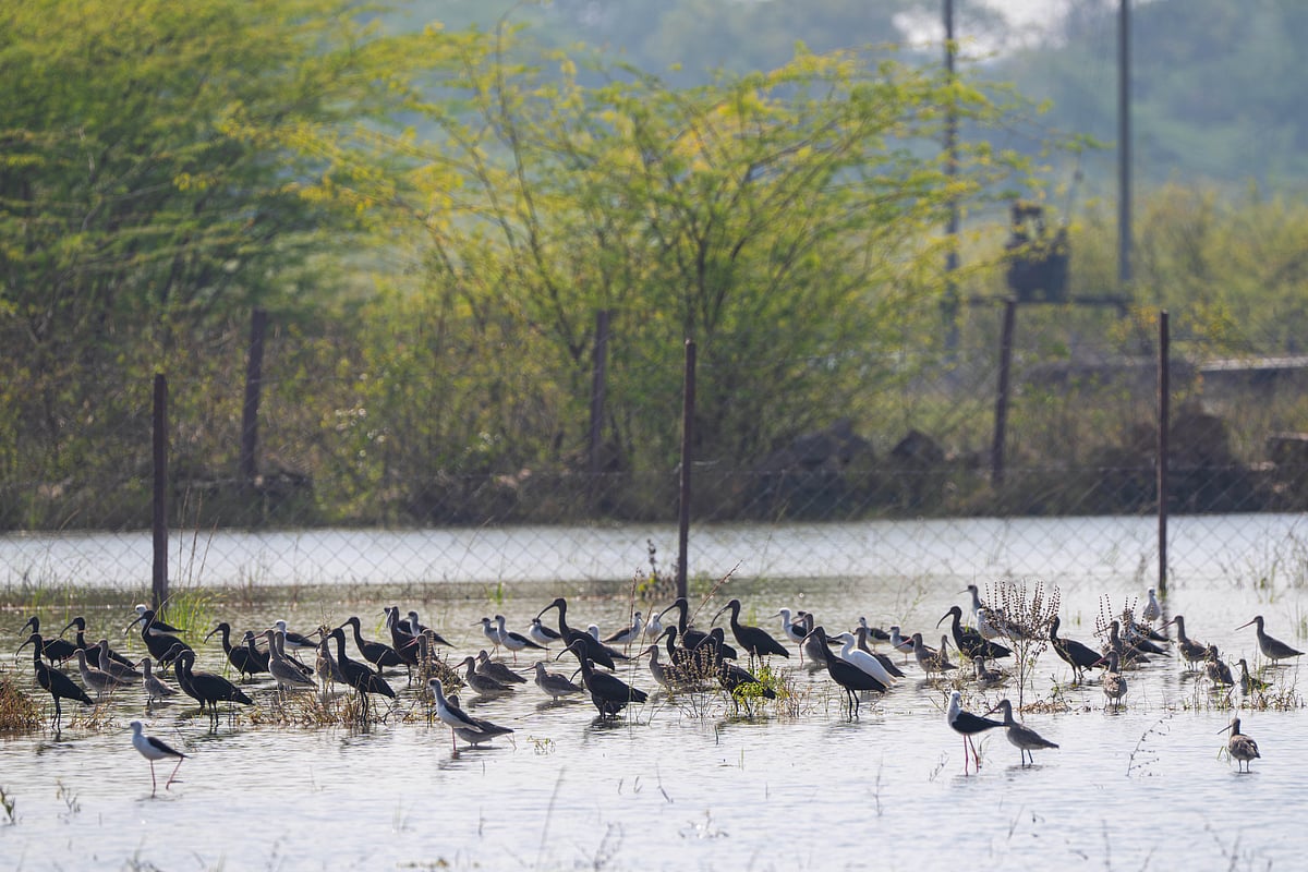 Menar Lake In November 