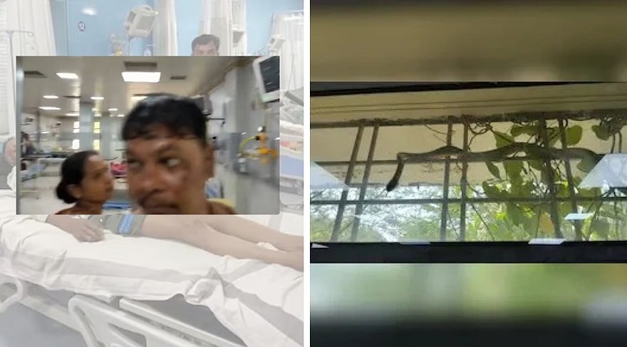 Snake Spotted On ICU Window At Sagar District Hospital, VIDE Captures Panic Among Patients