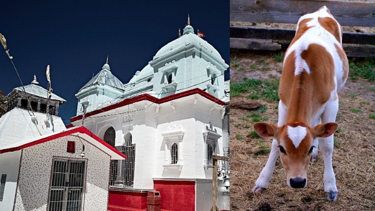 What Is Panchgavya And Why It’s Linked To Gangotri Dham Visits?