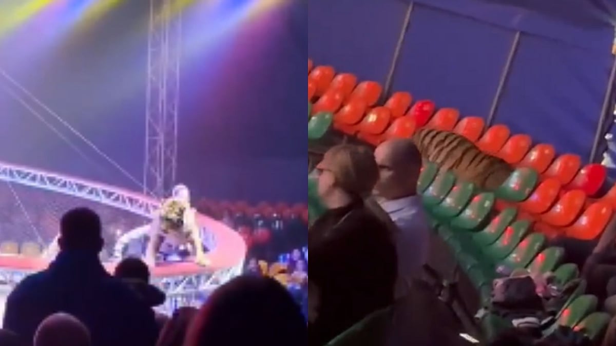 Video: Panic At Russian Circus As Spooked Tiger Jumps Into Audience After Safety Net Collapse