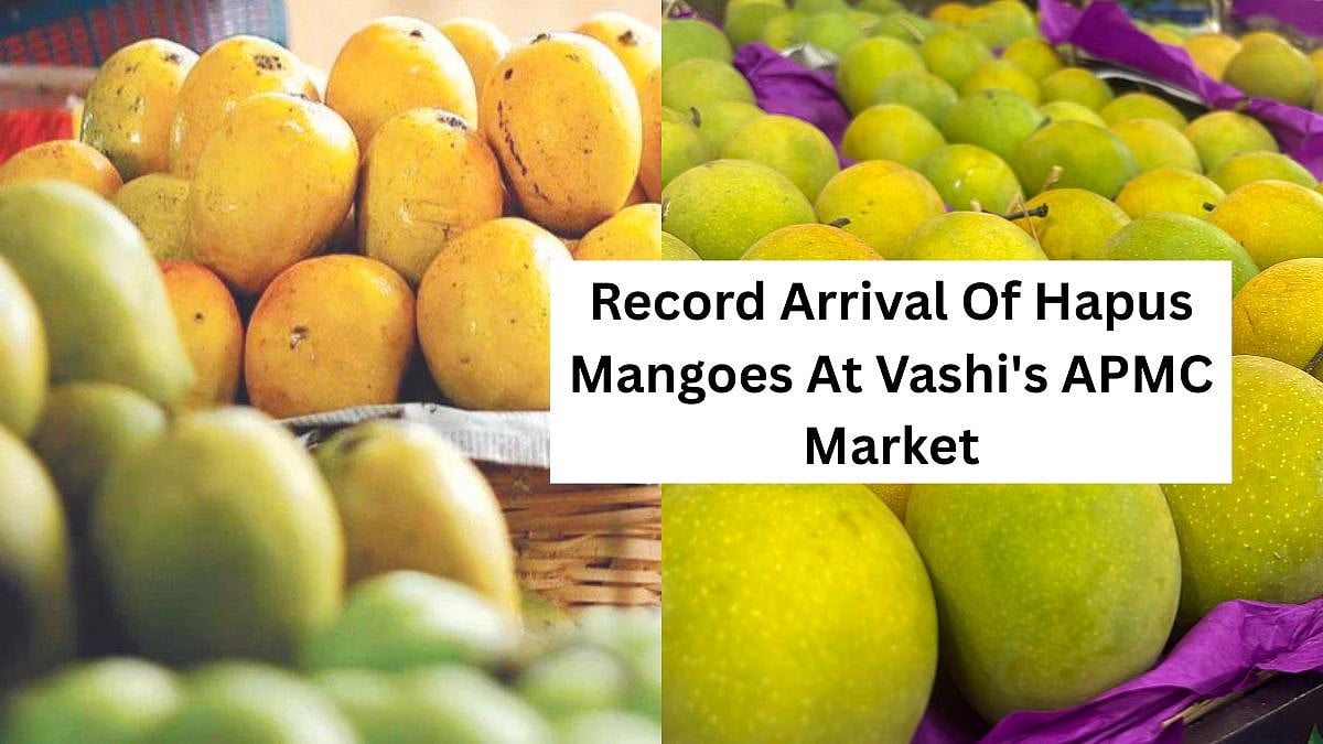 Mumbai Sees Record Arrival Of Hapus Mangoes! 94,000 Boxes Reach Vashi's APMC Market On Akshaya Tritiya's Eve: Report